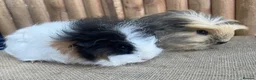 Guinea Pig rodents for sale: Baby girls - Advert 6