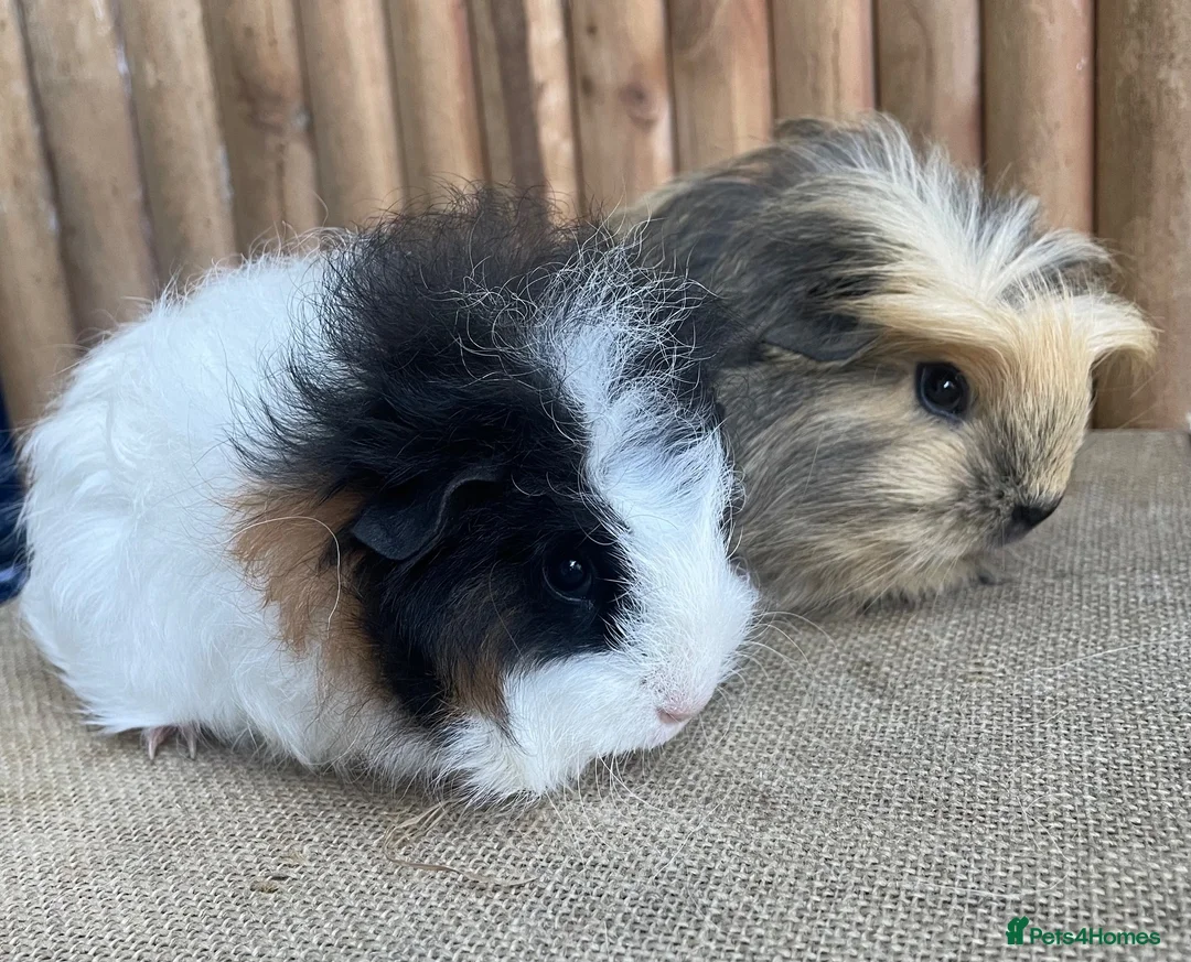 Guinea Pig rodents for sale: Baby girls - Advert 6