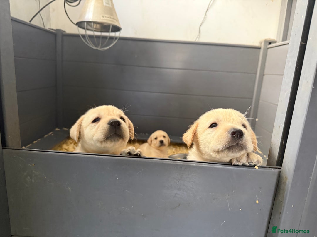 Labrador Retriever dogs for sale: ✨ Stunning chunky Labrador puppies ✨ - Image 14