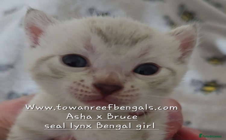 Bengal cats - Advert 6