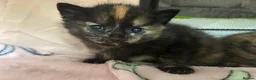 Mixed Breed cats for sale: Ragamuffin X ragdoll - Advert 8