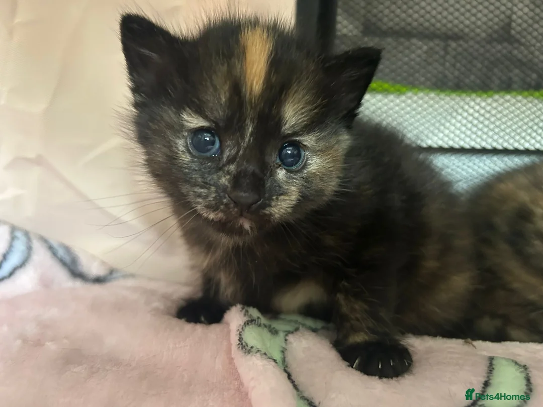 Mixed Breed cats for sale: Ragamuffin X ragdoll - Advert 8