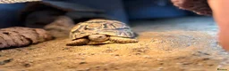 Tortoise reptiles for sale: Two Leopard Tortoise with setup - Advert 7