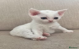 Devon Rex cats for sale: Beautiful white girl ready 17th August  - Image 4