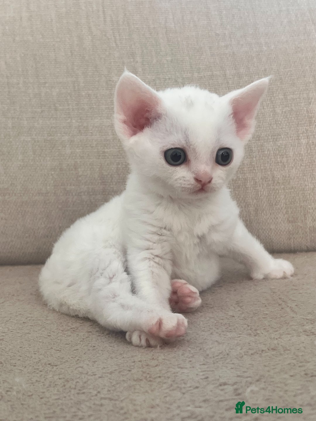 Devon Rex cats for sale: Beautiful white girl ready 17th August  - Image 4