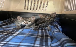 Mixed Breed cats for sale: Kittens - Image 3