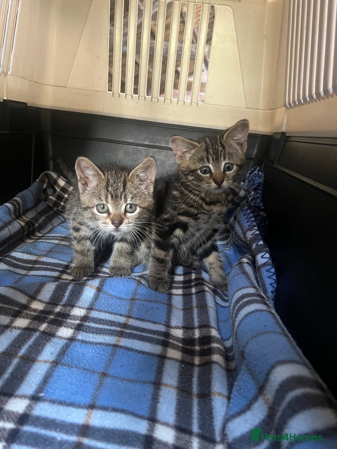 Mixed Breed cats for sale: Kittens - Image 3