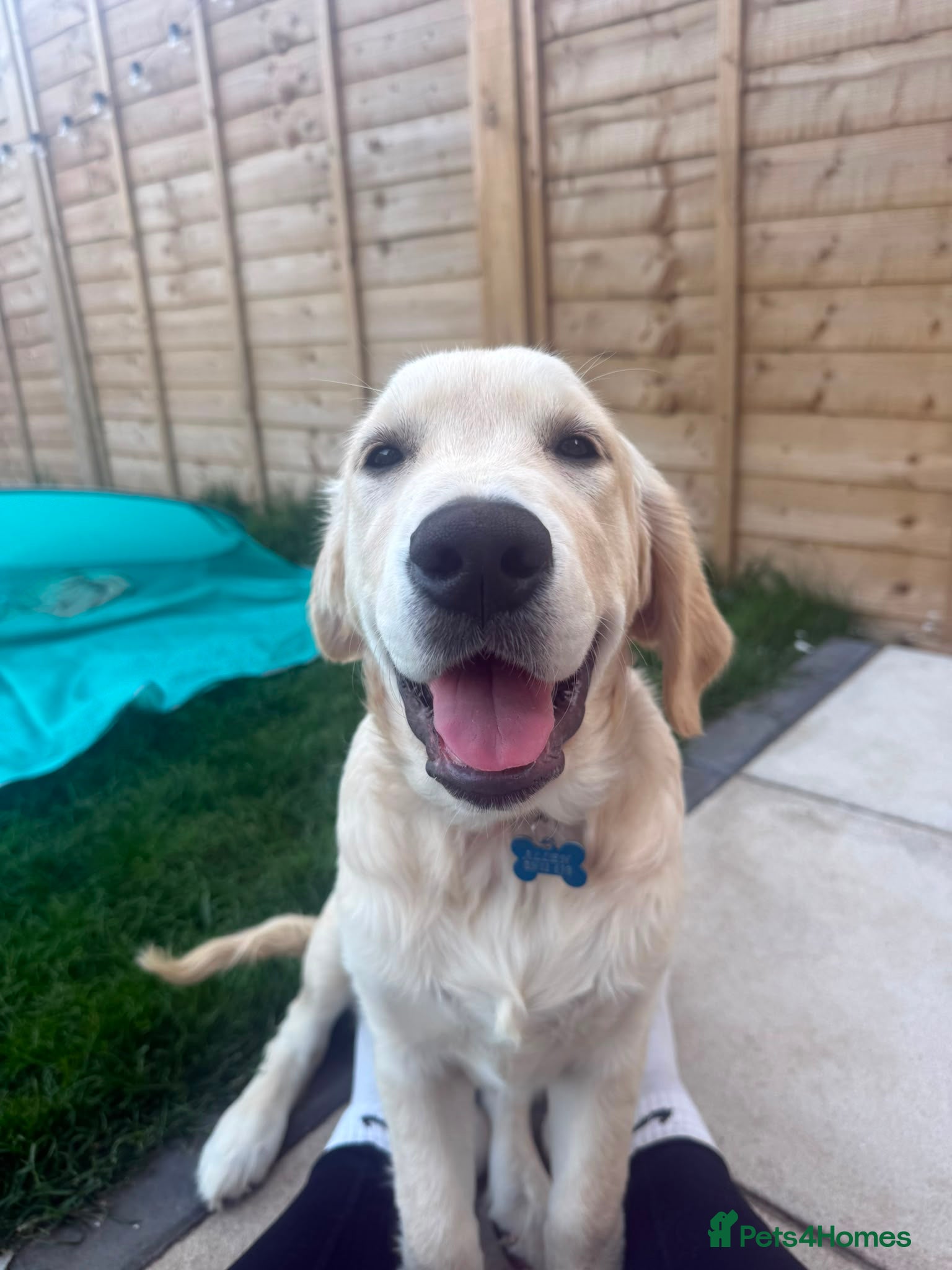 Golden Retriever dogs 6 month old boy golden retriever  - Advert 1