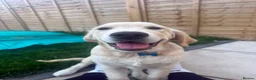Golden Retriever dogs for sale: 6 month old boy golden retriever  - Advert 1