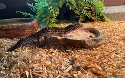 Gecko reptiles for sale: Stunning leopard gecko female pair  - Image 1