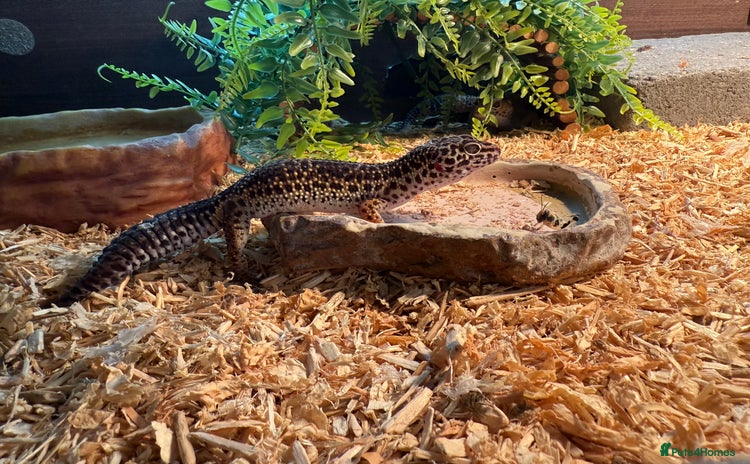 Gecko reptiles - Advert 1