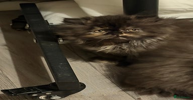 Persian cats - Advert 12