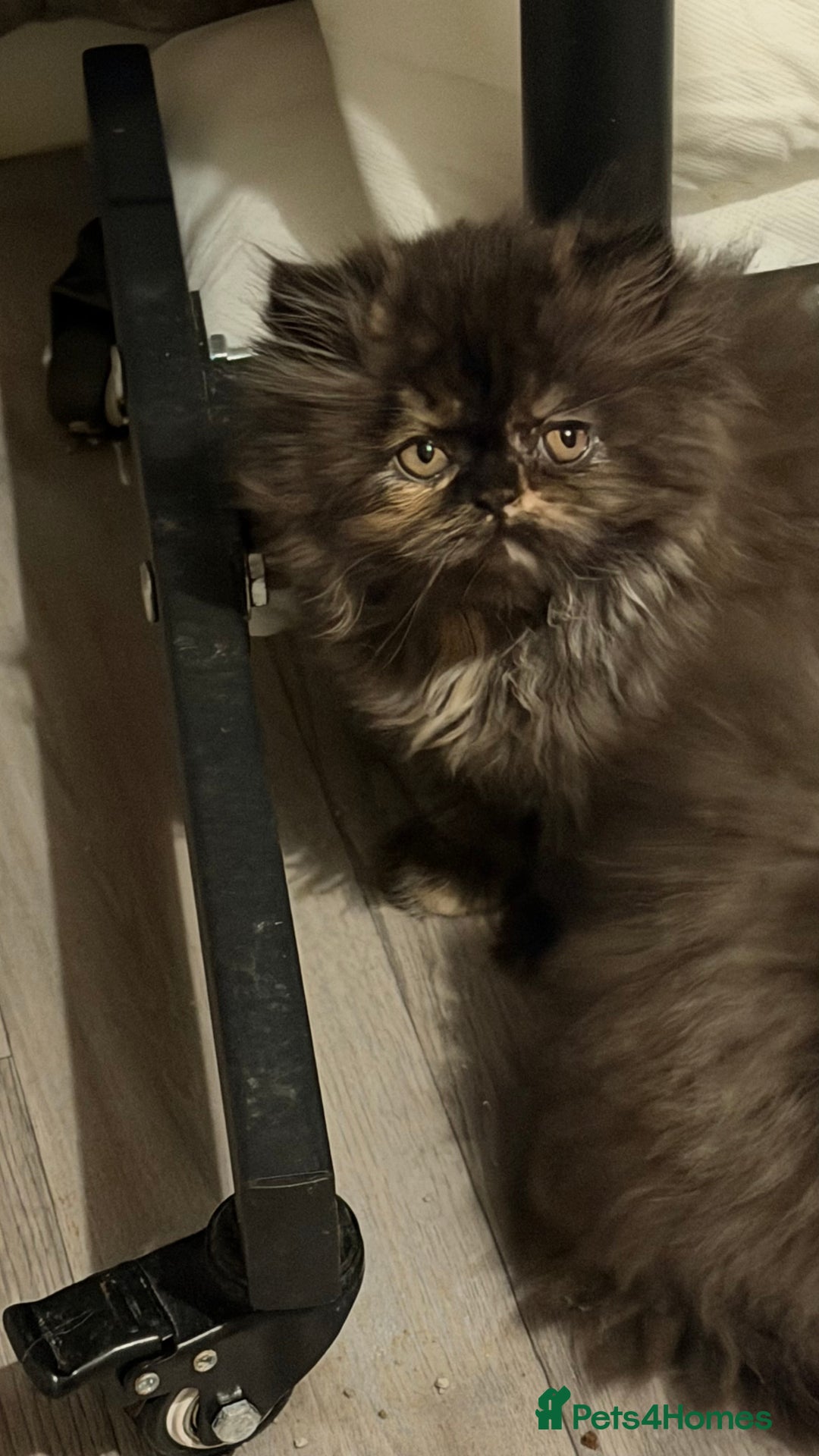 Persian cats for sale: Luxury Persian Kittens -  - Image 3