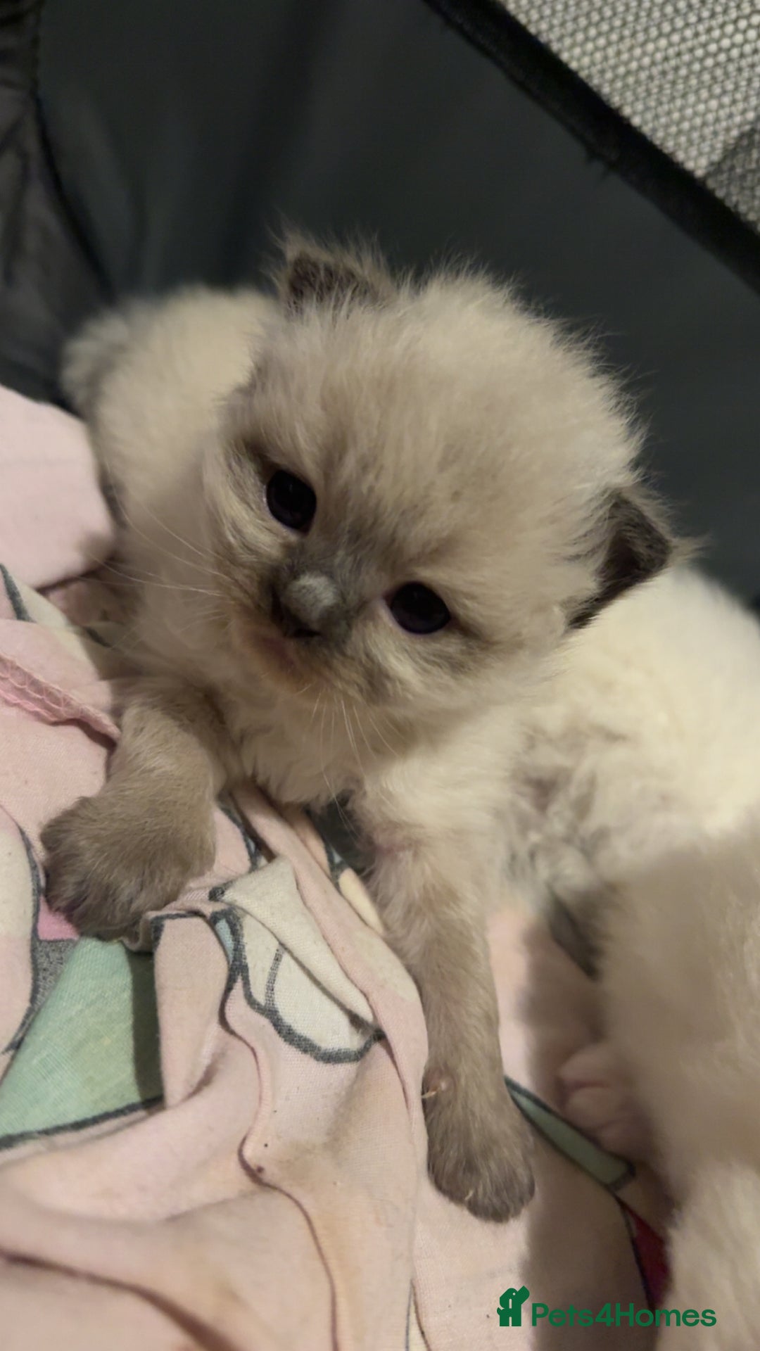 Ragdoll cats for sale: 5 beautiful ragdoll kittens - Advert 17