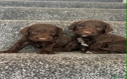 Cockapoo dogs for sale: Chocolate cockapoo puppies F1 - Image 4