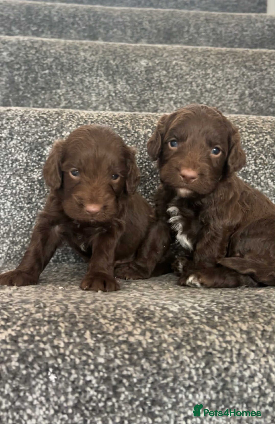 Cockapoo dogs for sale: Chocolate cockapoo puppies F1 - Image 4