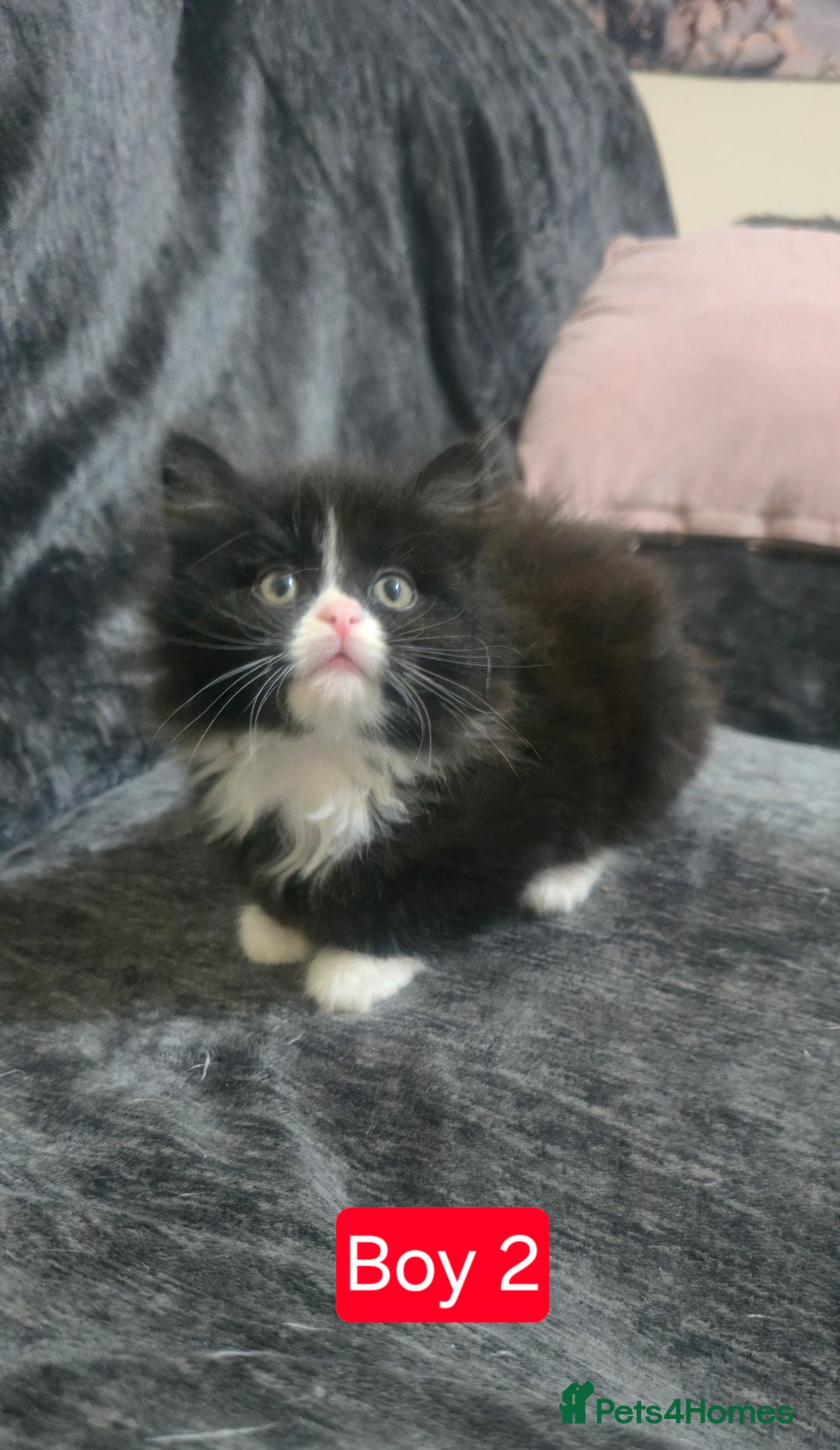 Mixed Breed cats for sale: Lovely Persian mixed kittens for sale - Advert 9