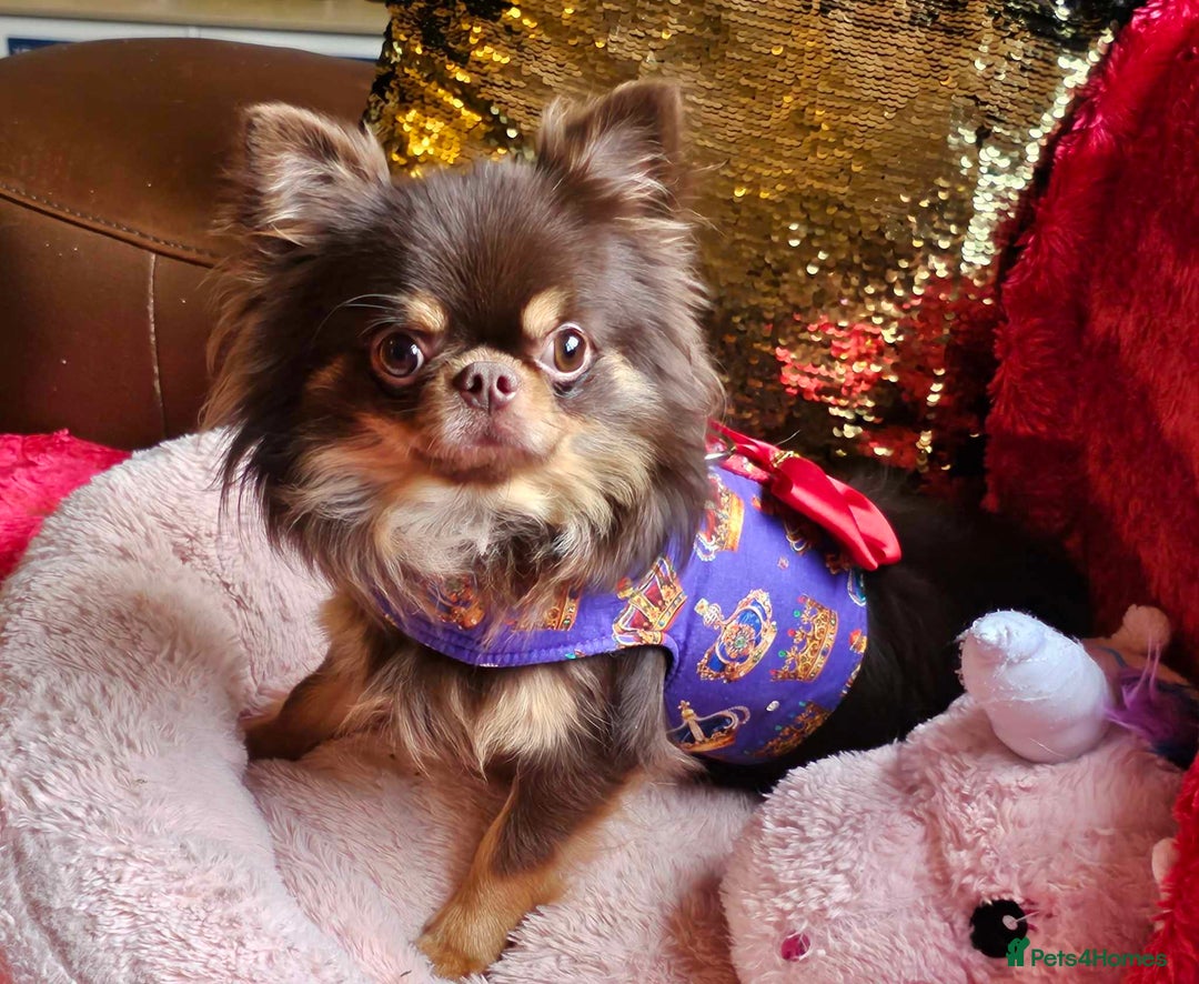 Chihuahua dogs for stud: 🇹🇭THAILAND IMPORT CHIHUAHUA CHOCOLATE LONGCOAT in Alford - Image 9