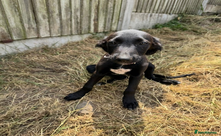 Mixed Breed dogs - Advert 17