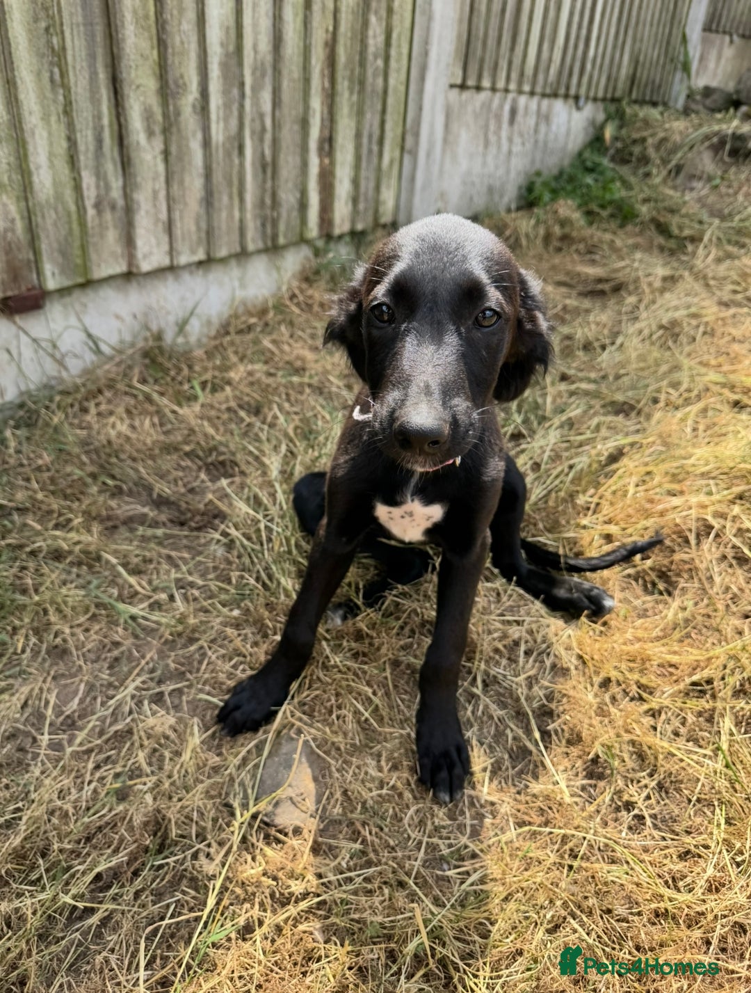 Mixed Breed dogs for sale: Saluki Lurcher pups - Image 1