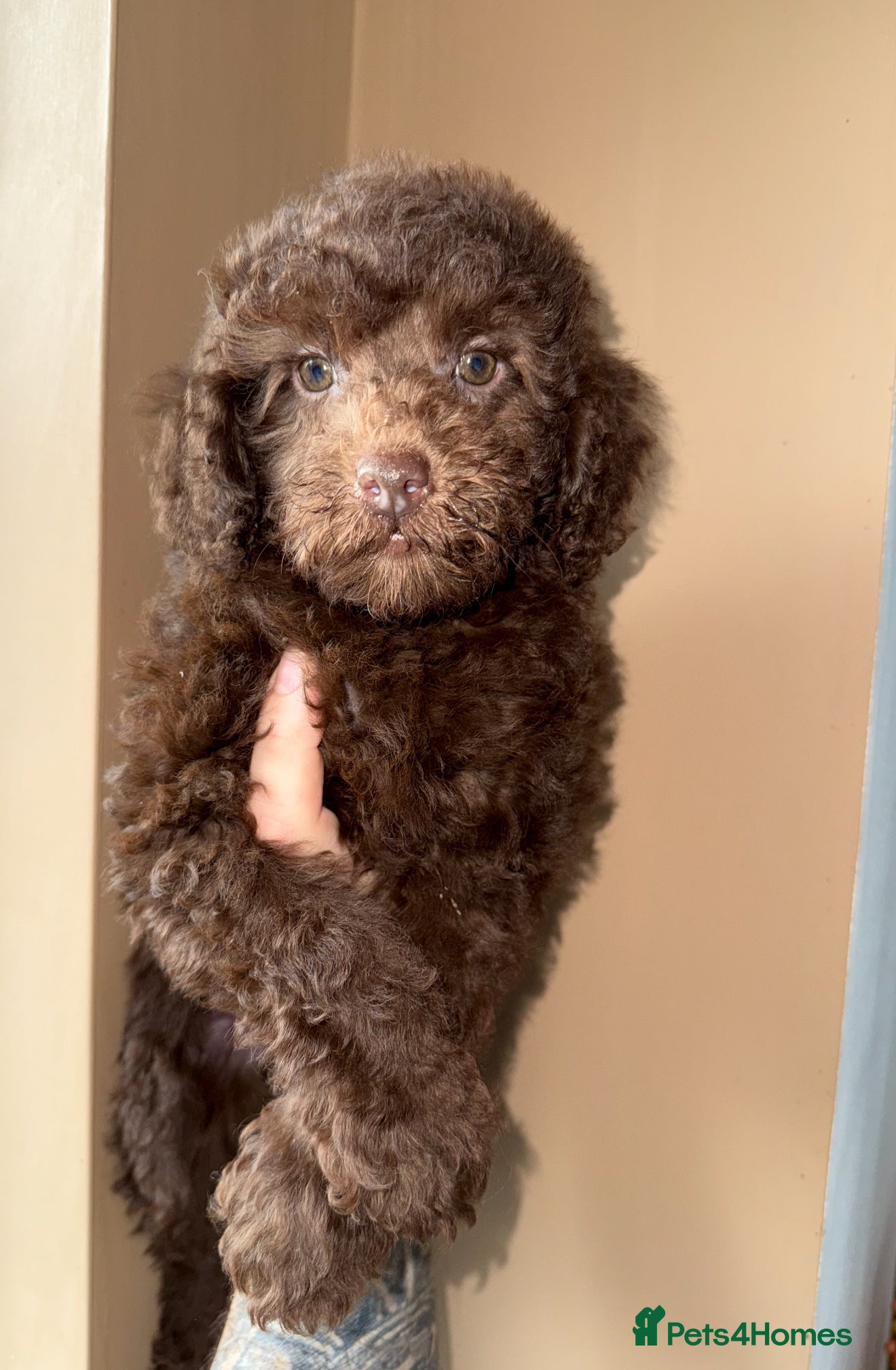 Miniature Poodle dogs 🩷🩷Stunning Chocolate Miniature Poodles🩷🩷 - Advert 12