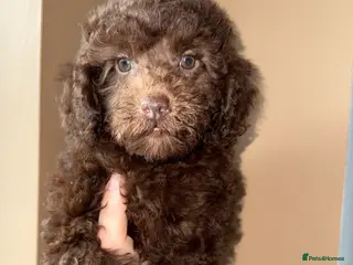 Miniature Poodle dogs 🩷🩷Stunning Chocolate Miniature Poodles🩷🩷 - Advert 12