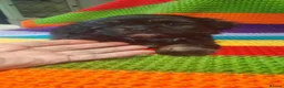 Mixed Breed dogs for sale: Shihpoo female pups - Advert 3