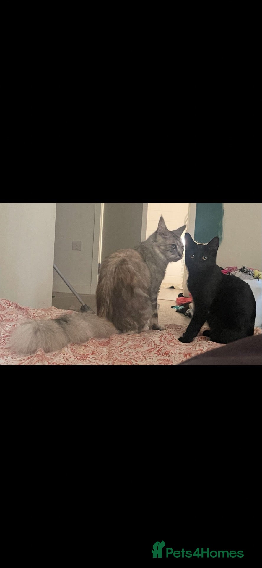Maine Coon cats Two female cats  - Advert 2