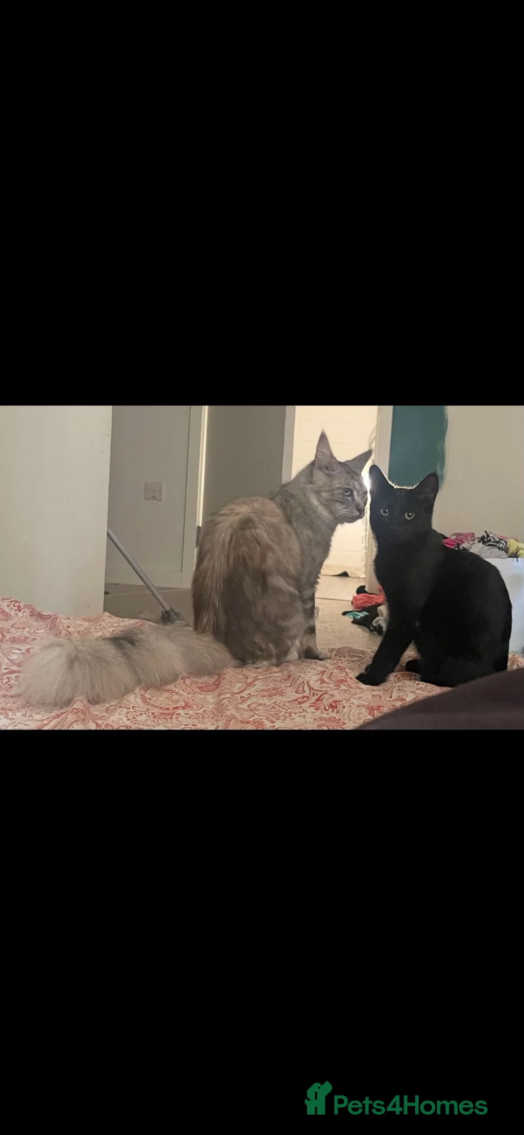 Maine Coon cats for sale: Two female cats  in Erith - Advert 1