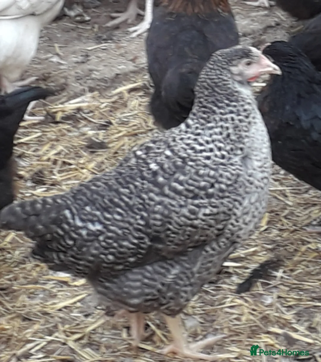 Chickens poultry for sale: Coloured hybrids pullets  - Advert 1