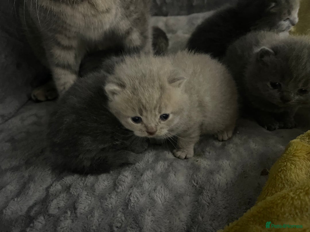 British Shorthair cats for sale: 2 british blue shorthair boys - Advert 16