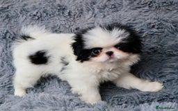 Japanese Chin dogs for sale: female - Image 3