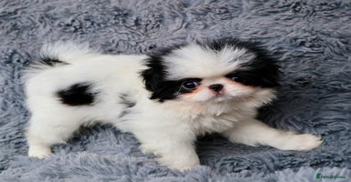Japanese Chin dogs - Advert 8