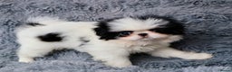 Japanese Chin dogs for sale: female - Advert 3