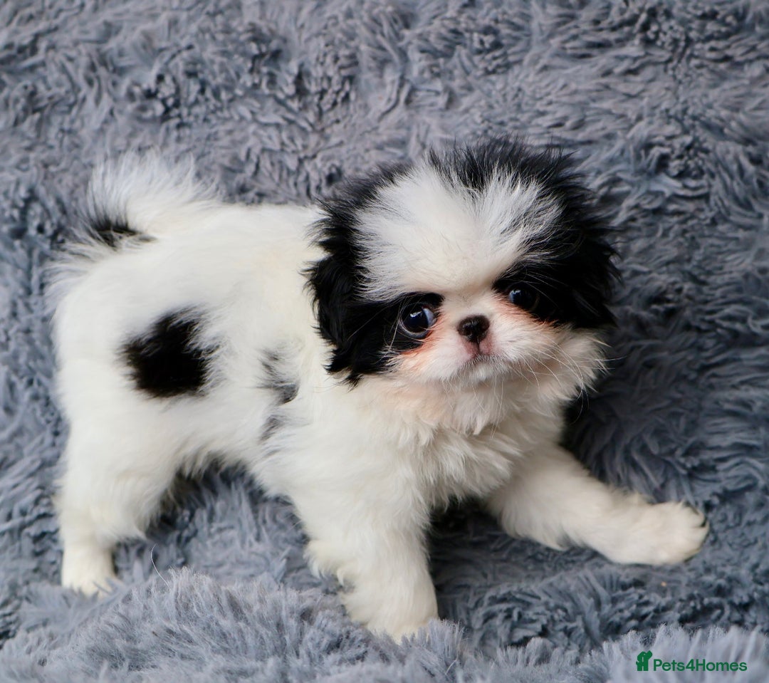 Japanese Chin dogs for sale: female - Image 3