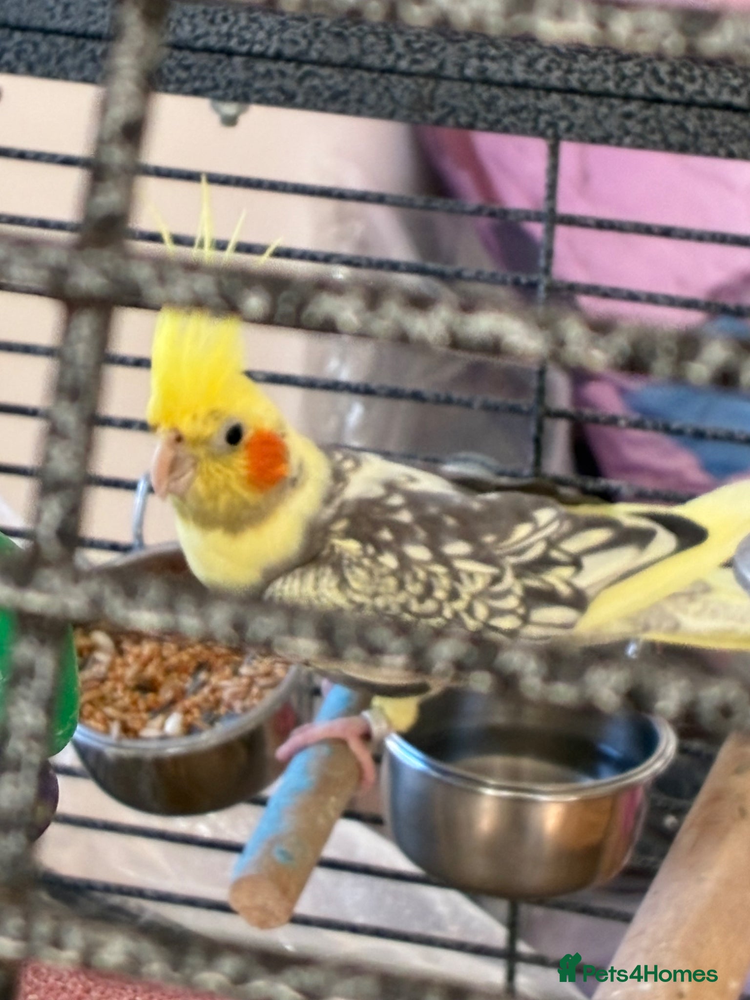 Cockatiels birds Lovely cockatiel - Advert 5