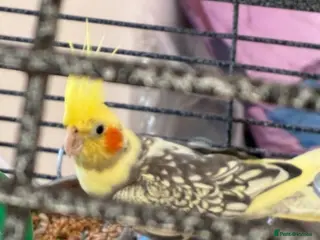 Cockatiels birds Lovely cockatiel - Advert 5