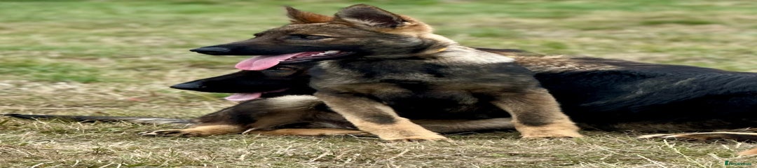 German Shepherd Puppy 3 Dark Green Collar Male 03