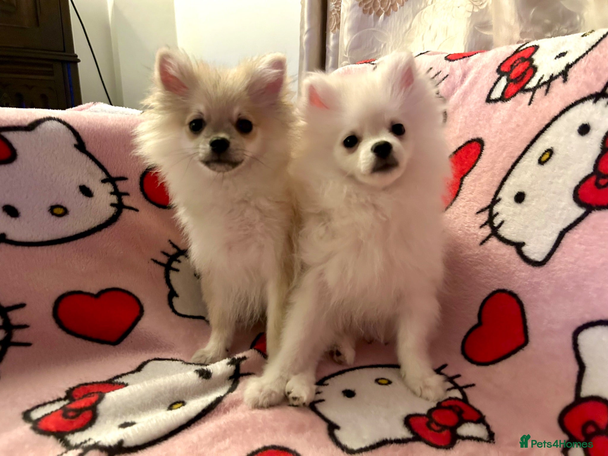Pomeranian dogs 2 Beautiful Boy Pomeranian Puppies - Advert 1