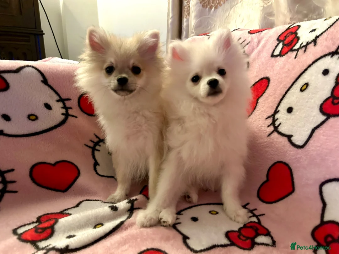 Pomeranian dogs for sale: 2 Beautiful Boy Pomeranian Puppies in Esher - Advert 1