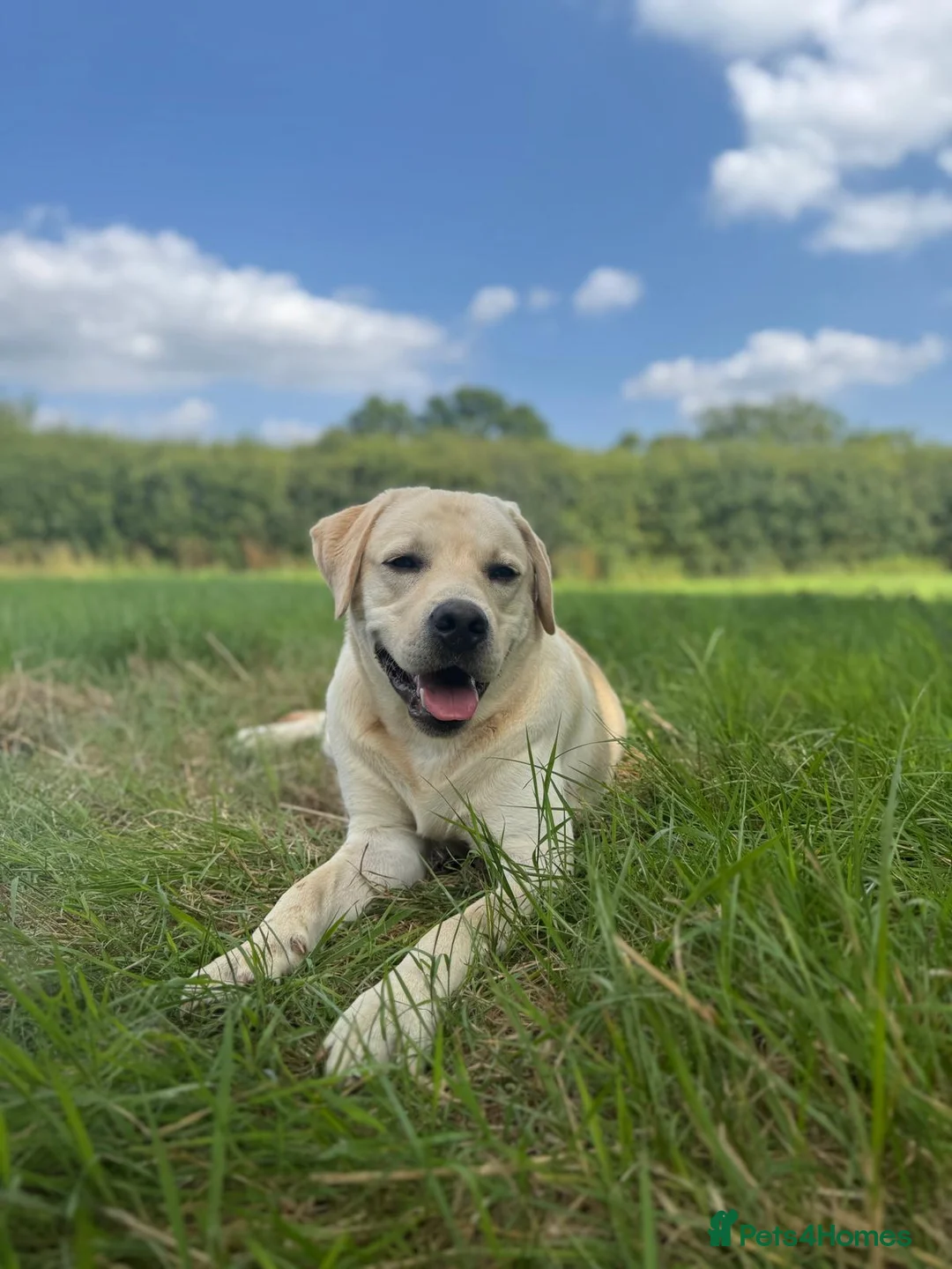 Labrador Retriever dogs for sale: KC Registered Labrador Retriever - Chance in Brighton - Advert 2