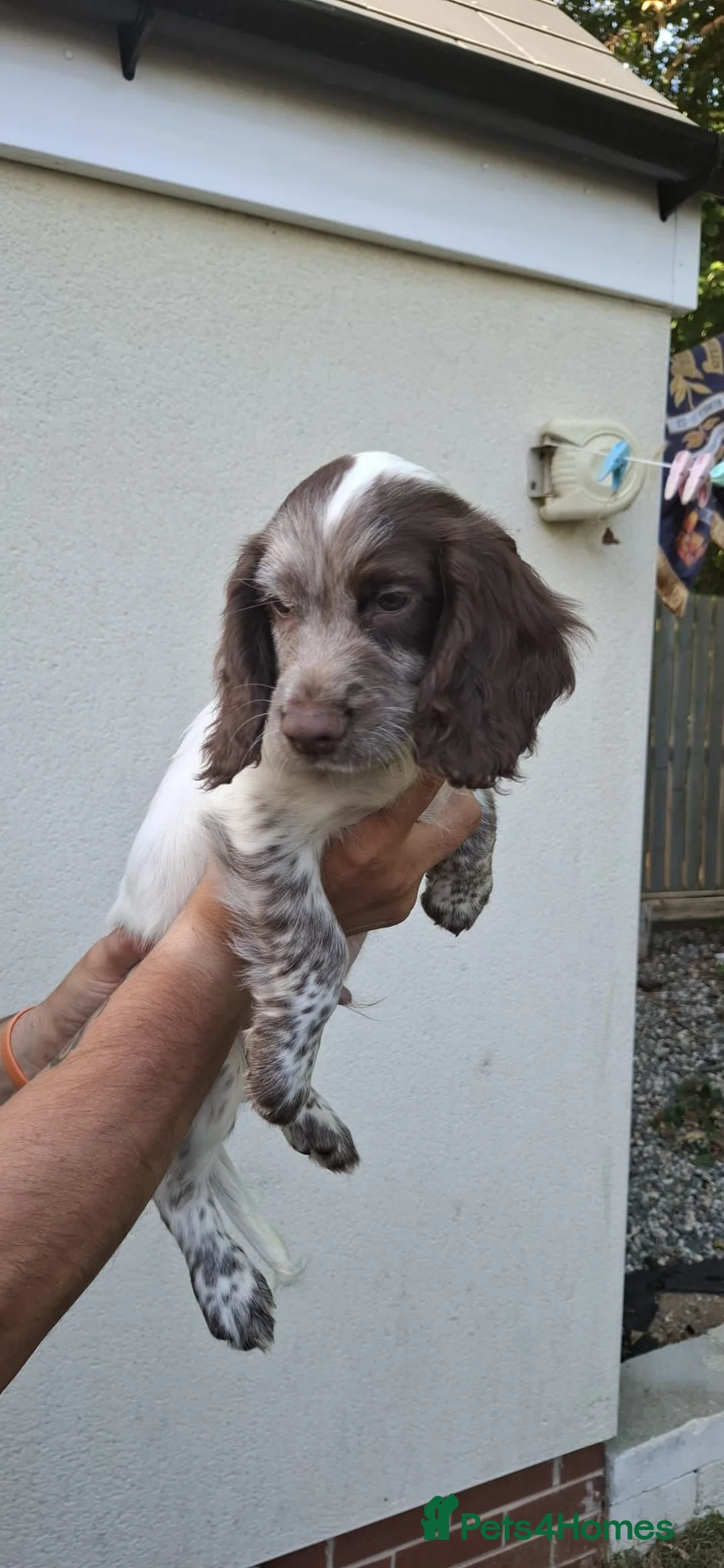 Mixed Breed dogs for sale: Cocker Spaniel Puppies - Advert 2