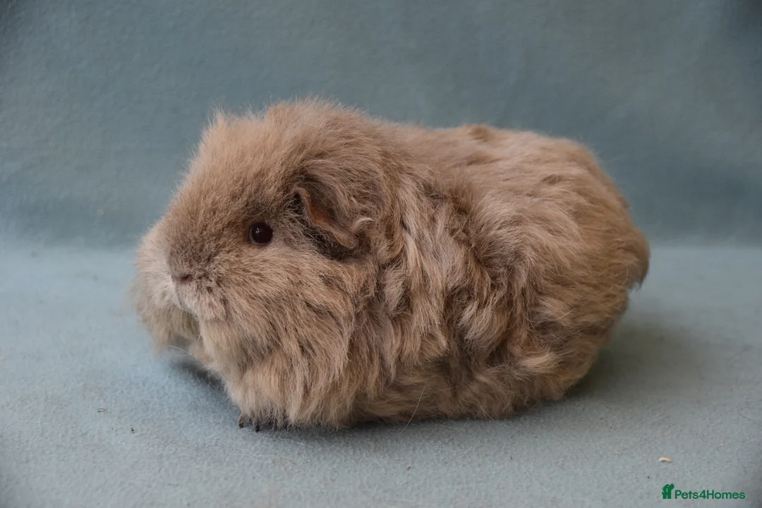 Guinea Pig rodents for sale: Longhared guinea pigs sows (2-3.5 years old) - Advert 7