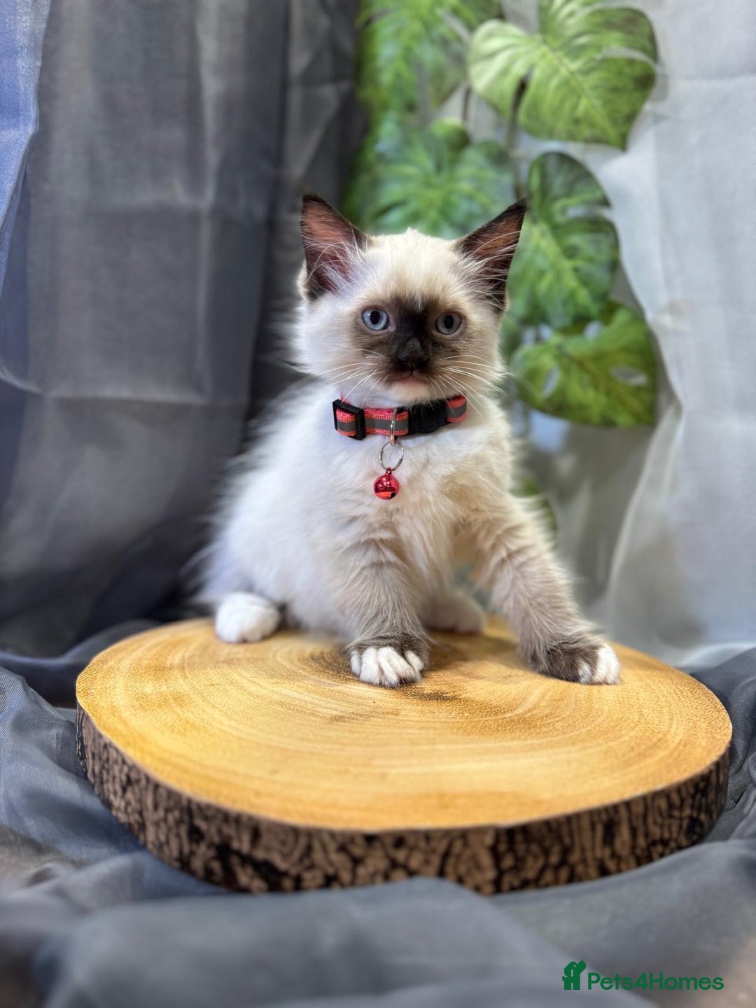 Ragdoll cats for sale: 💎 Purebred Ragdoll kittens-Champion Bloodlines 💎 - Image 25