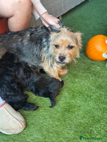 Yorkiepoo dogs Yorkiepoo Puppys - Advert 6