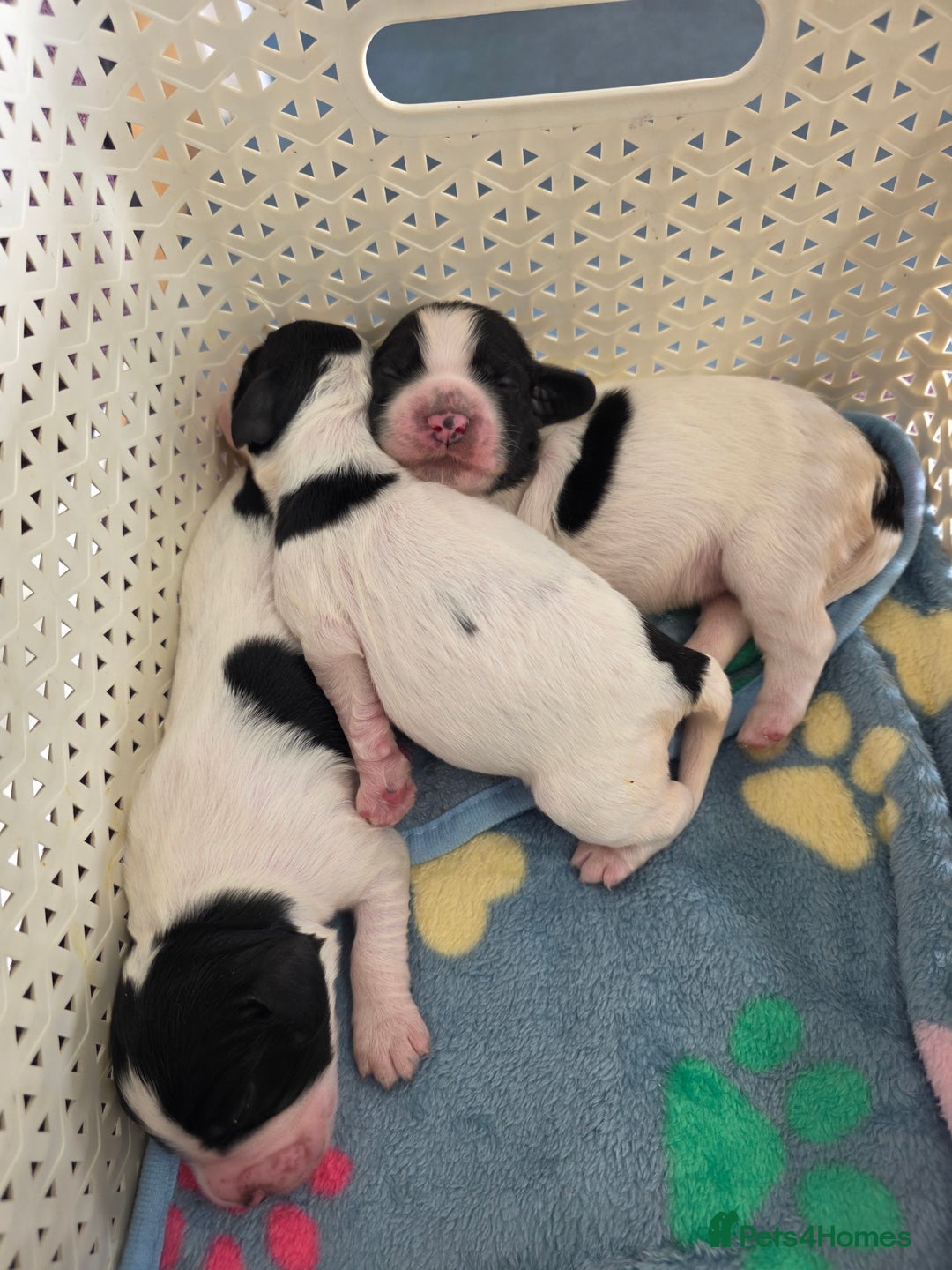 English Springer Spaniel dogs for sale: Springer pups  - Image 5