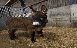 Donkey livestock for sale: Gwen Jenny donkey foal  - Image 3