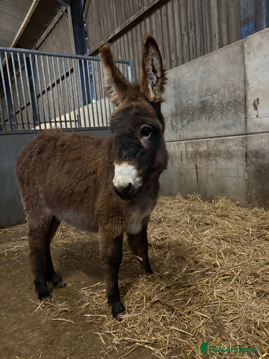 Donkey livestock for sale: Gwen Jenny donkey foal  - Image 3