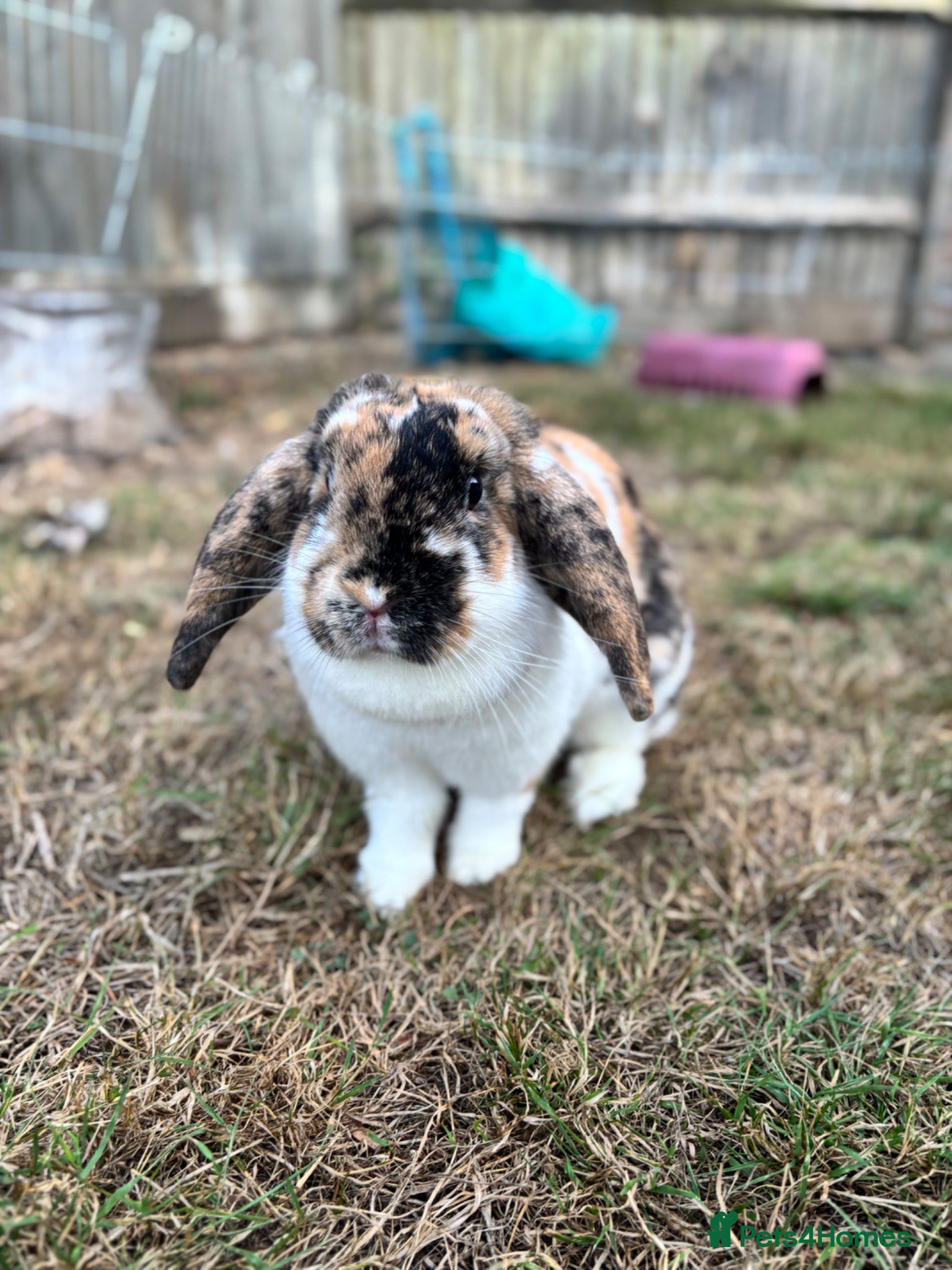 Dwarf Lop rabbits Dwarf lop for rehome  - Advert 2
