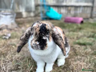 Dwarf Lop rabbits Dwarf lop for rehome - Advert 2